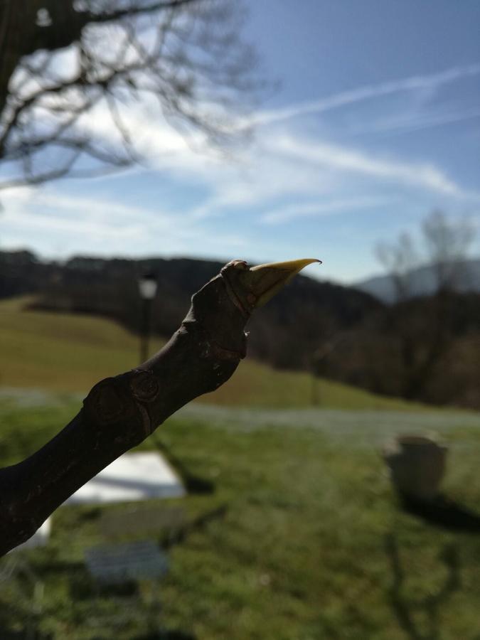 Hostal Il Vignolino Barberino di Mugello Exterior foto